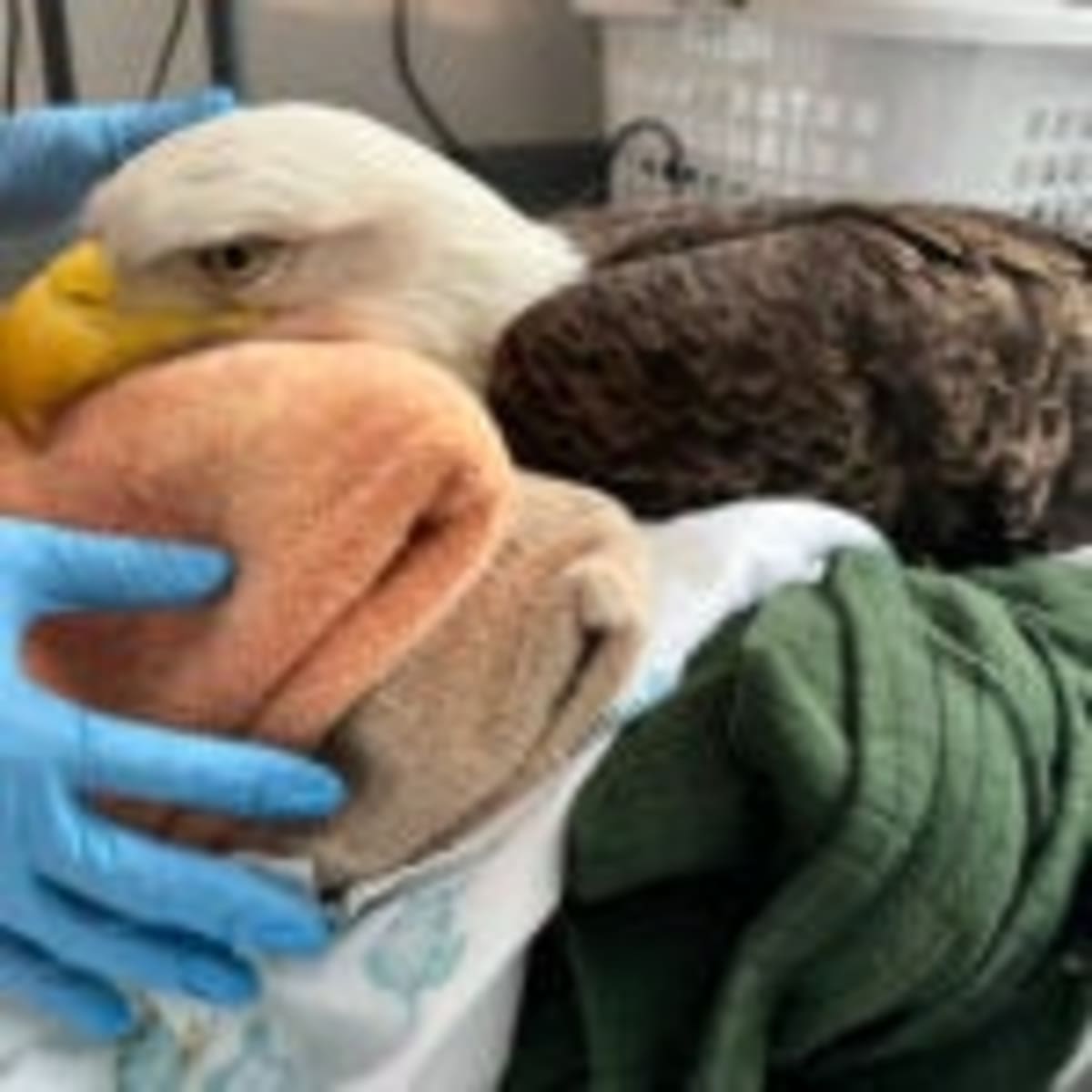 Aquarium Trainer Saves 100 Endangered Penguin Chicks in Africa - Image 4