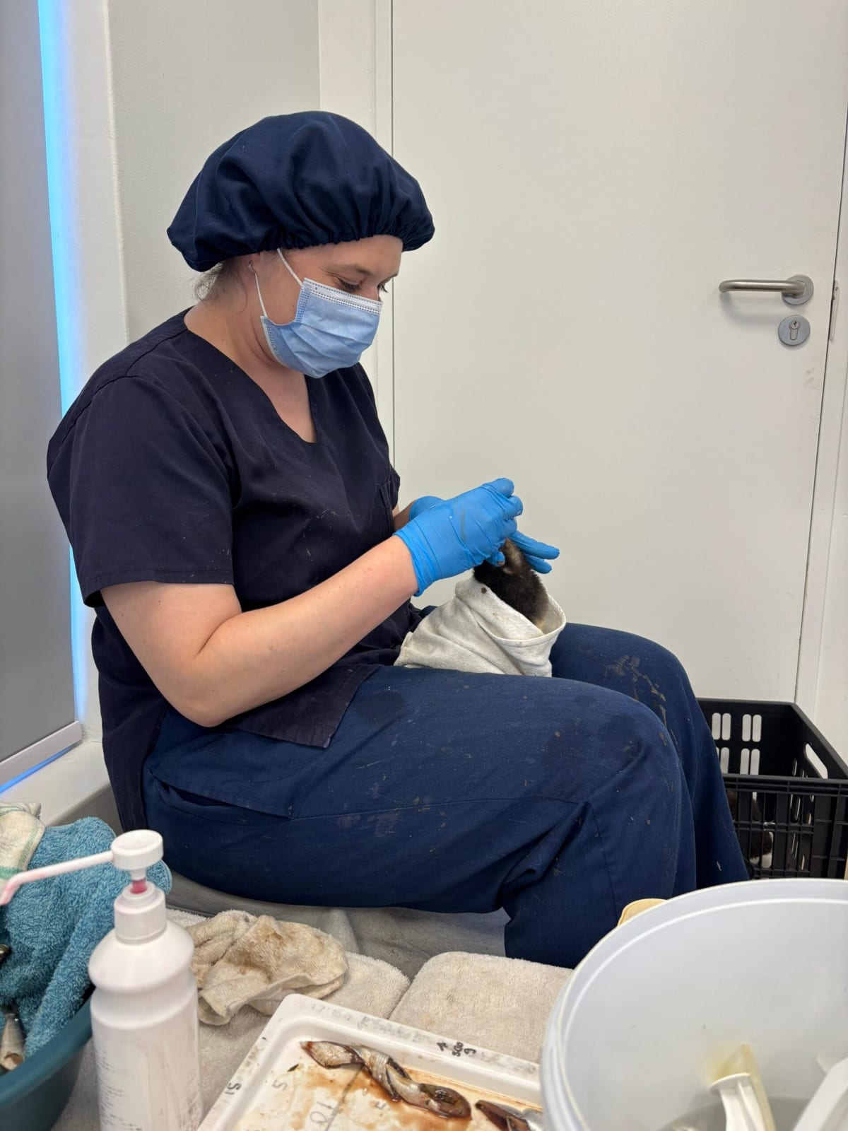 Aquarium Trainer Saves 100 Endangered Penguin Chicks in Africa - Image 2