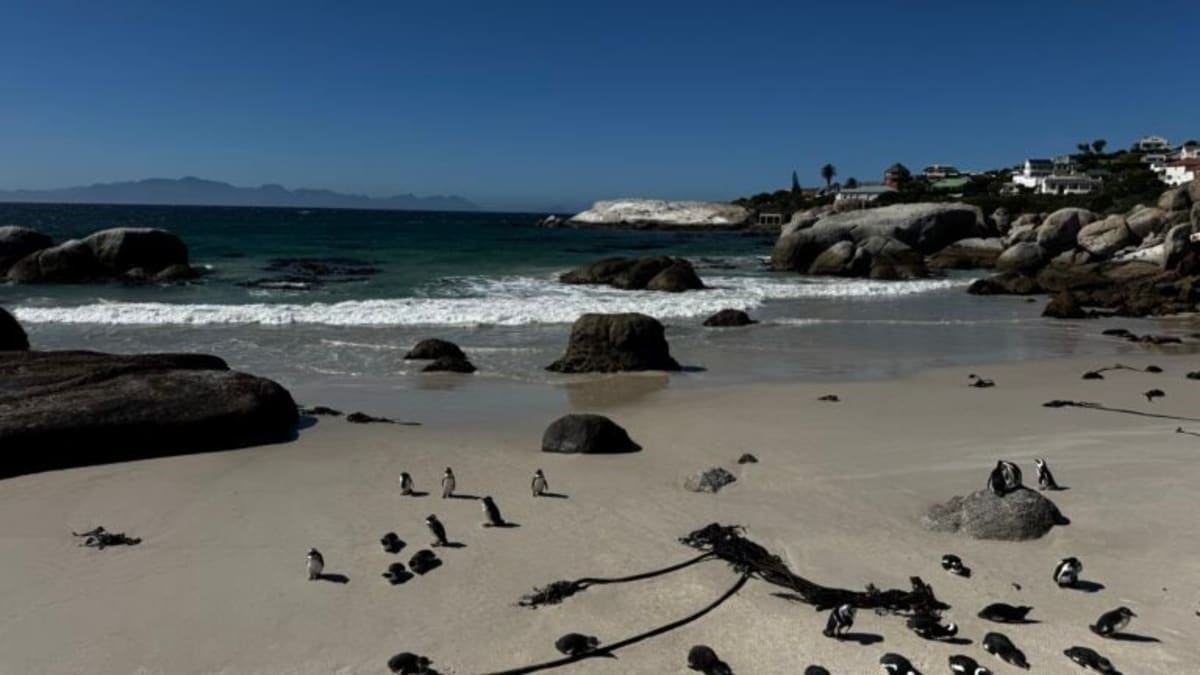 Aquarium Trainer Saves 100 Endangered Penguin Chicks in Africa