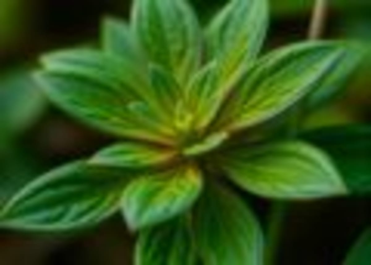 Tiny Primate Fossil Discovered 66 Million Years After Dinosaurs - Image 3