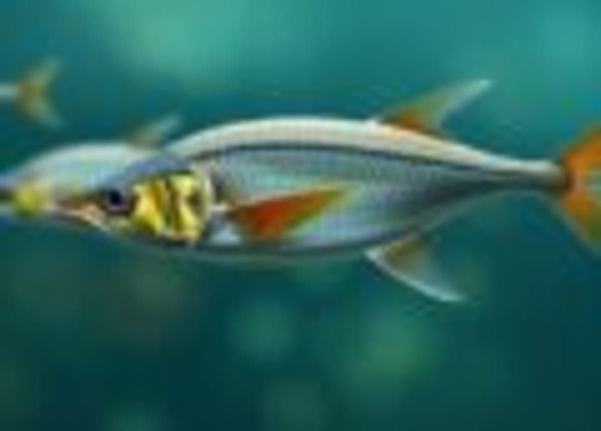 Canada Fossil Find Rewrites Animal Evolution Timeline - Image 3