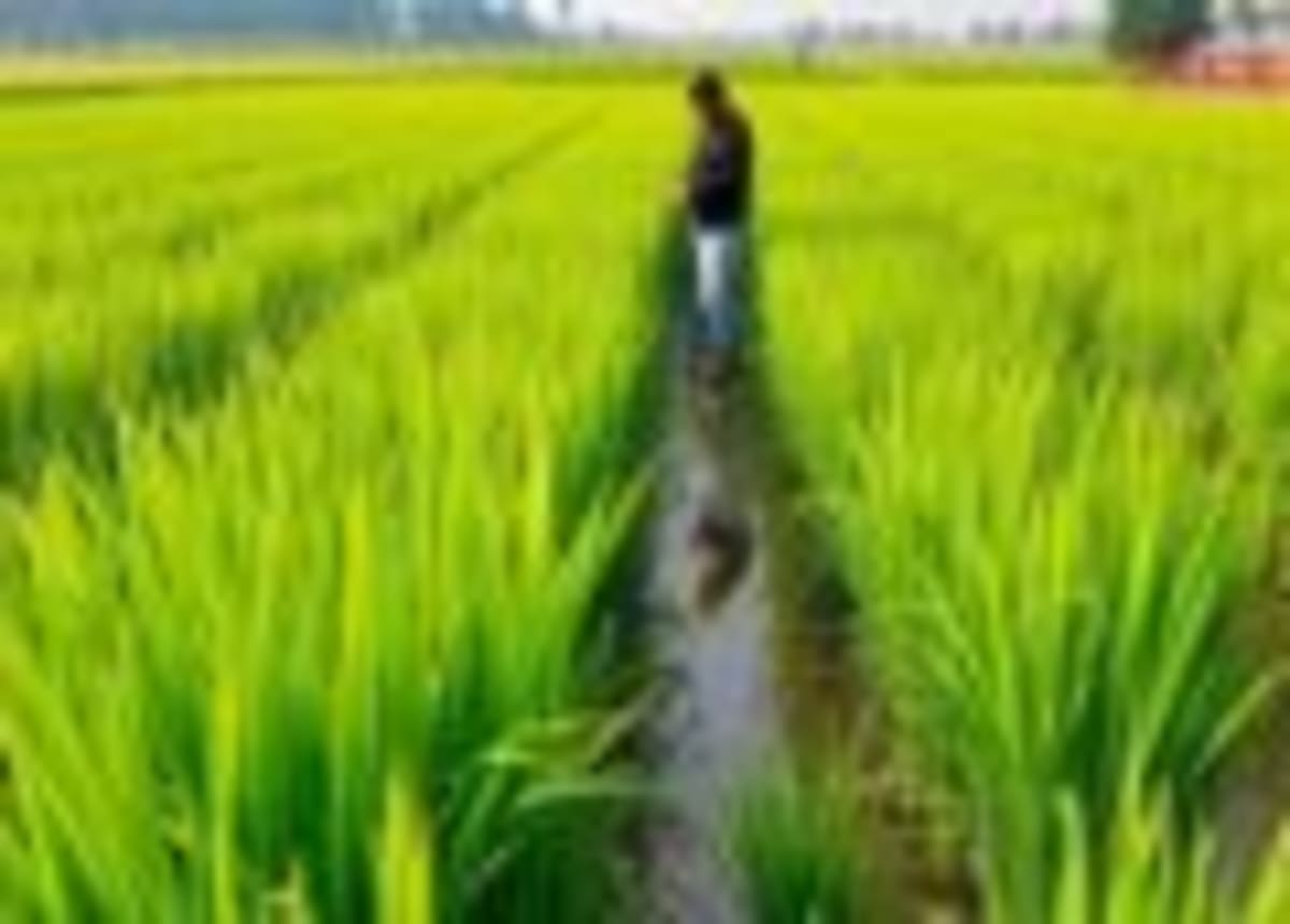 Japan Scientists Boost Rice Nutrition and Taste - Image 3