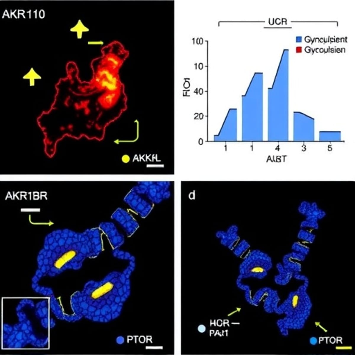 Columbia Scientists Find Hidden Cell Protecting Lung Tumors - Image 3