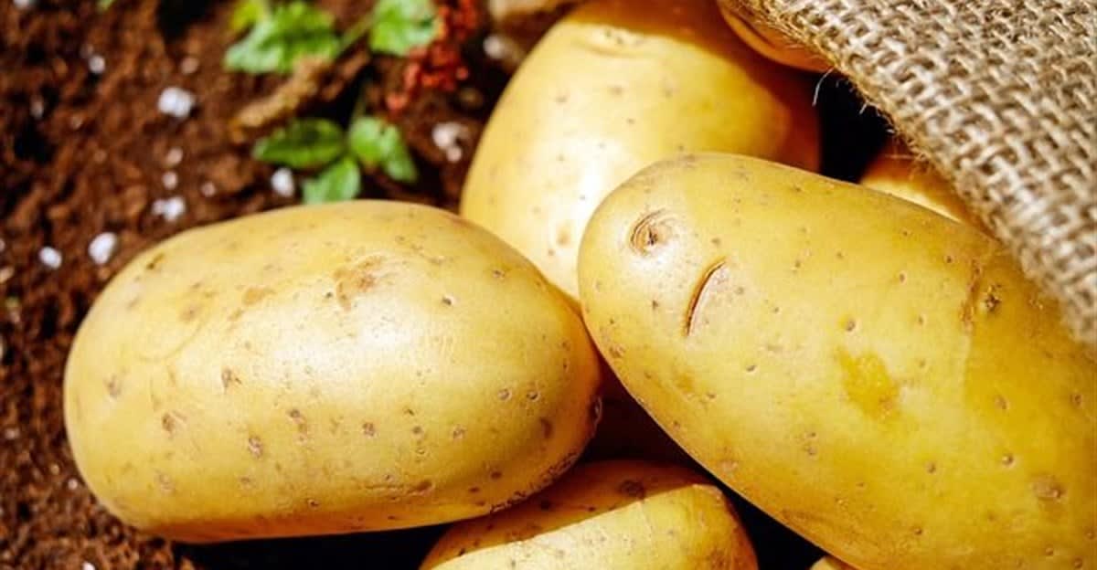 South Africa's Potato Farmers Lead with Smart Innovation