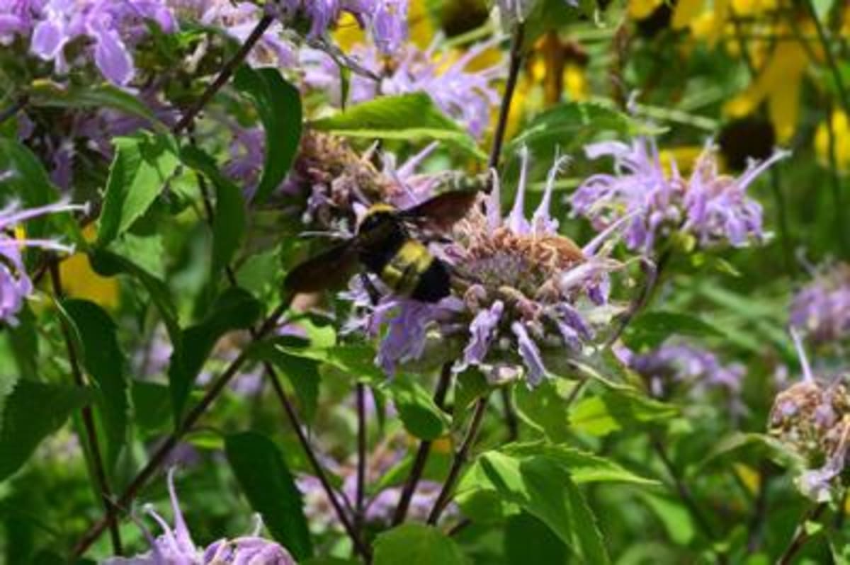 Iowa Seeks 100 Volunteers to Map 13 Bumble Bee Species - Image 3