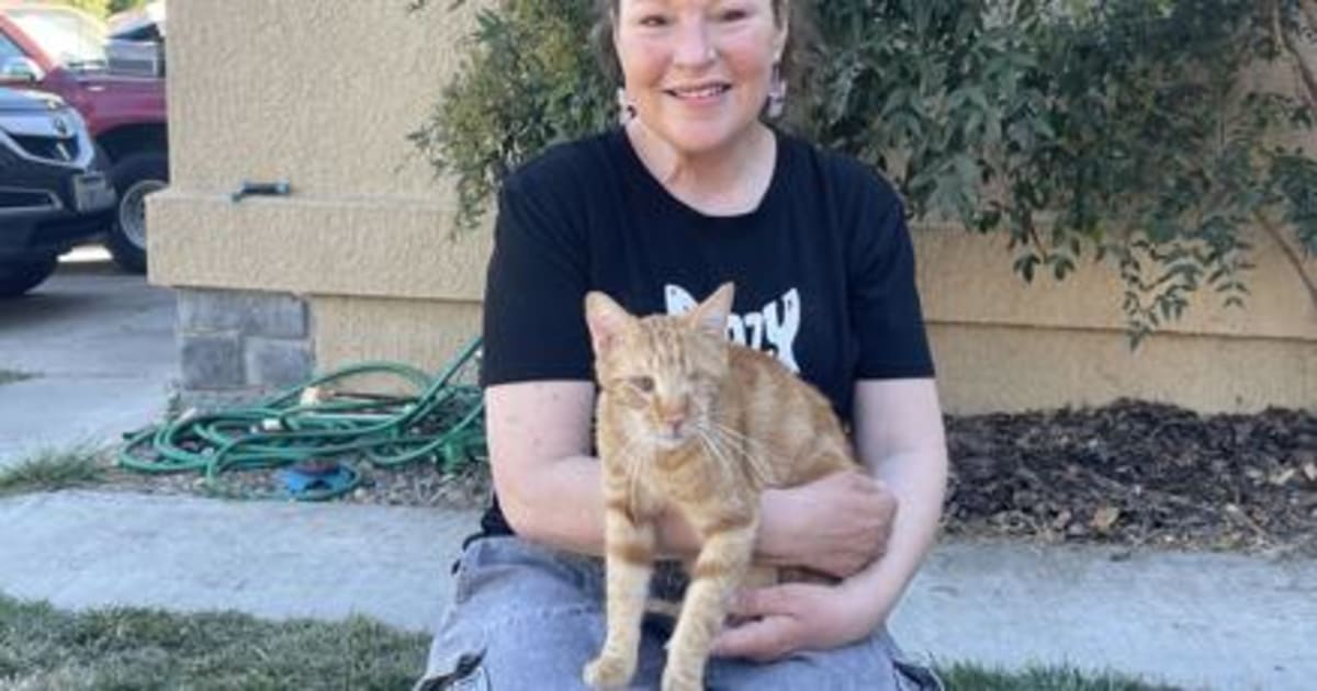 Dixon Couple Saves 730+ Cats From Their Living Room - Image 2
