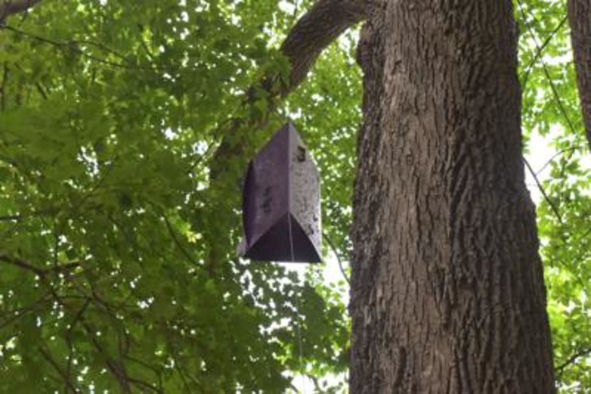 Ellsworth Recruits Volunteers to Map Every Downtown Tree - Image 2