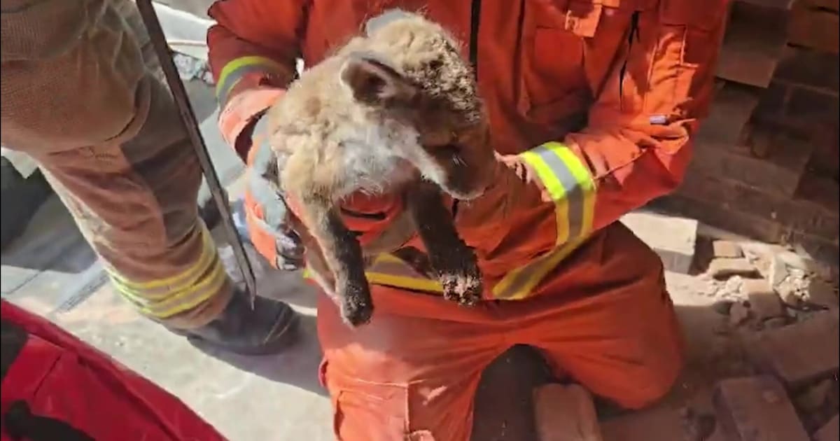 Three small fox cubs huddled together after being rescued from between two walls by firefighters