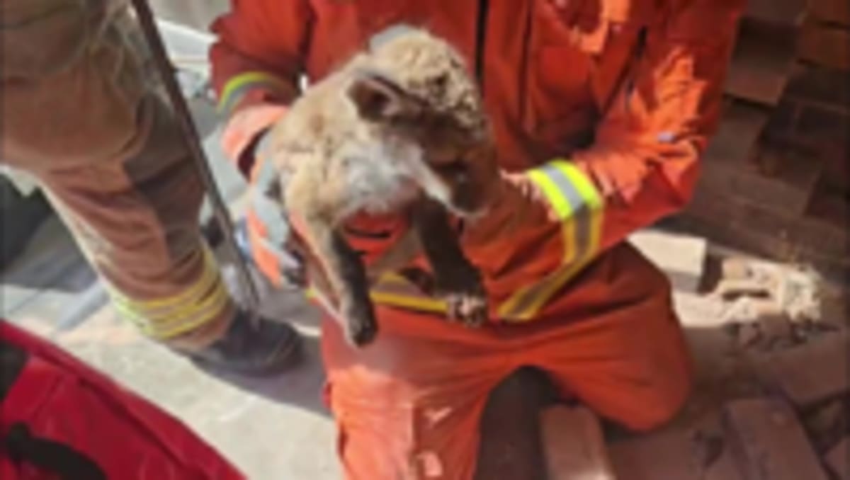 Firefighters Save 3 Fox Cubs Trapped Between Walls - Image 5