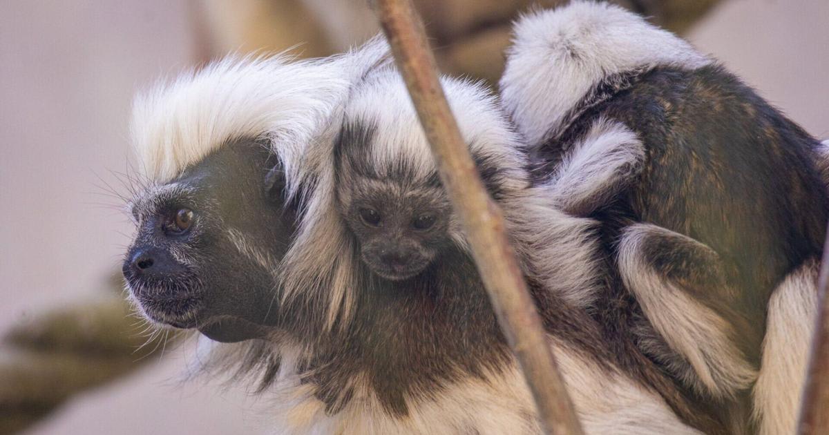 Three Baby Primates Born to Help Save Endangered Species