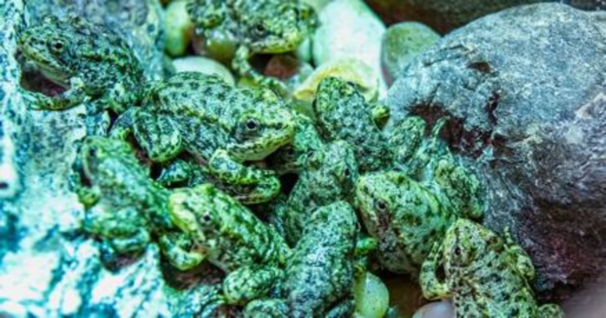 California Aquarium Saves 1,000 Endangered Frogs From Extinction - Image 2