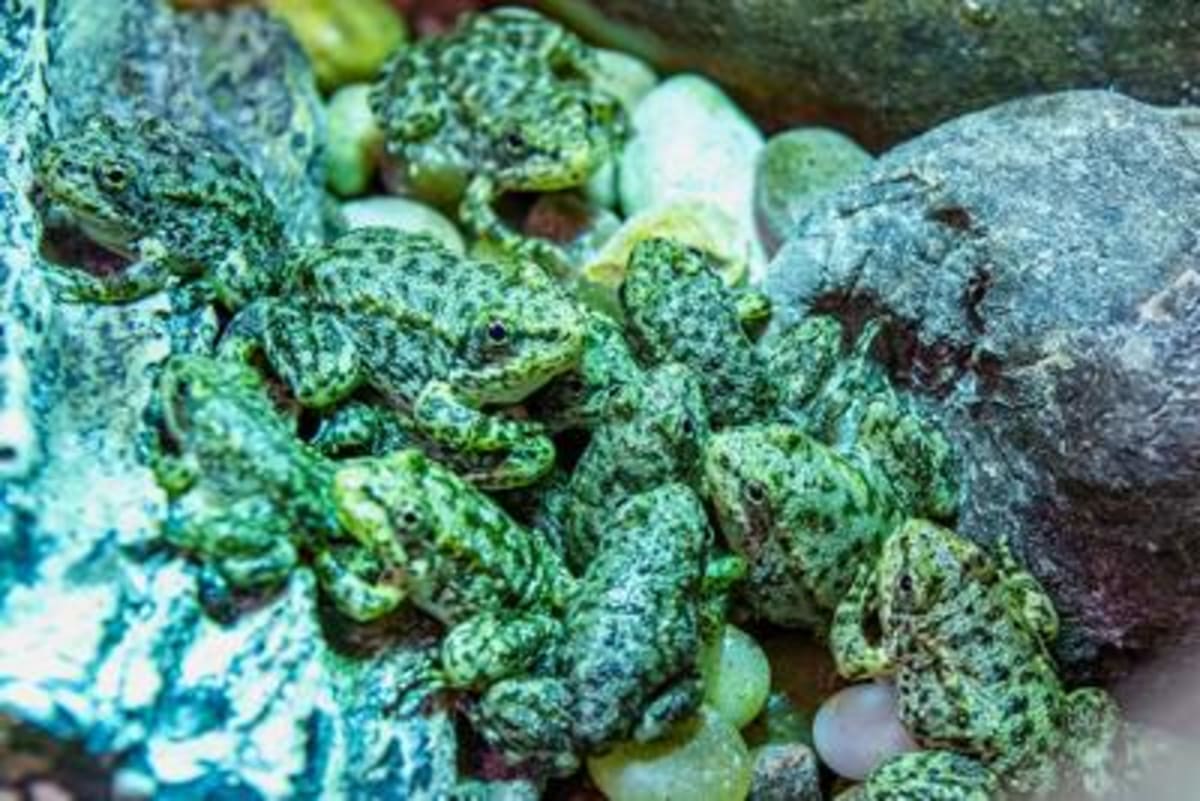 California Aquarium Saves 1,000 Endangered Frogs From Extinction - Image 5