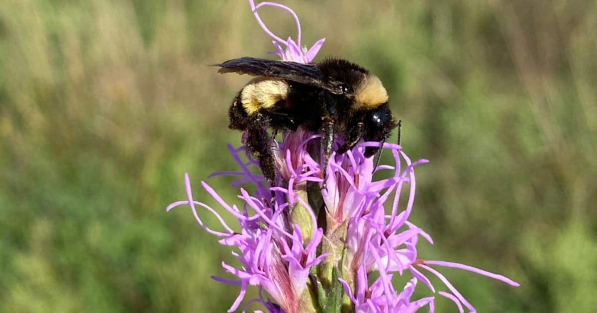 Kansas Volunteers Help Save 2 Endangered Bumble Bee Species