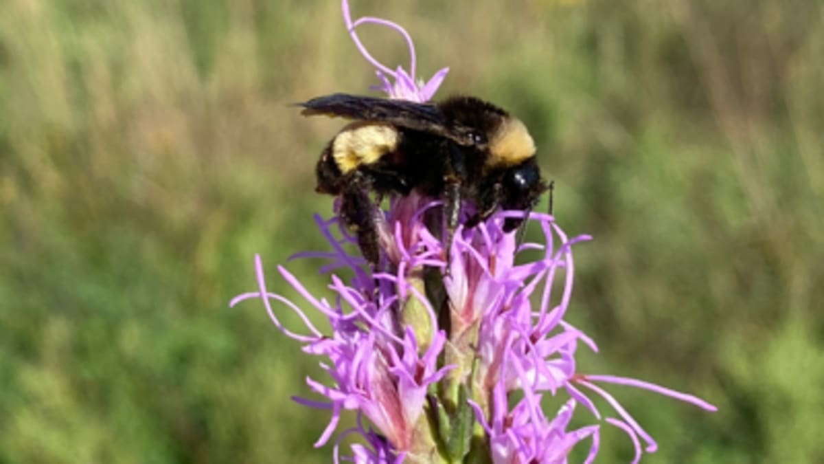 Kansas Volunteers Help Save 2 Endangered Bumble Bee Species - Image 5