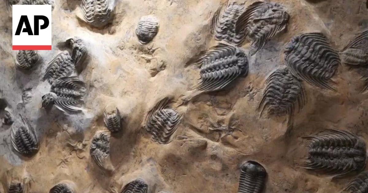 China Fossil Find Pushes Back Animal Evolution 4M Years