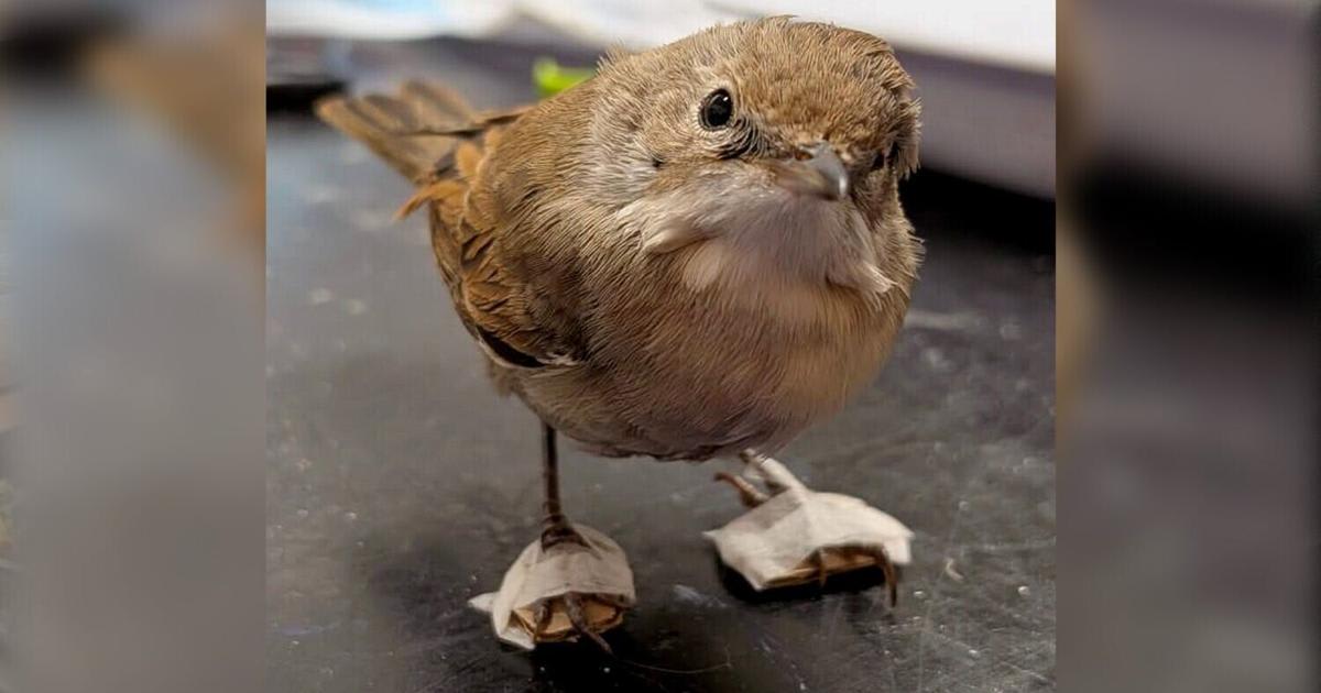 Small whitethroat bird wearing tiny handmade cardboard shoes at wildlife hospital