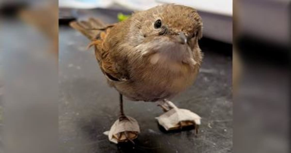 Injured Bird Gets Tiny Shoes to Aid Recovery - Image 2