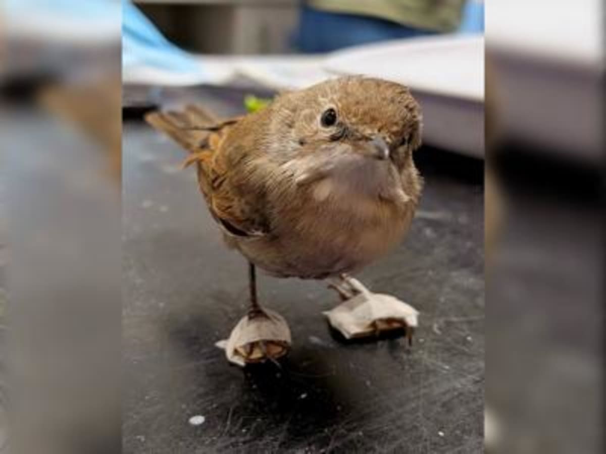 Injured Bird Gets Tiny Shoes to Aid Recovery - Image 3