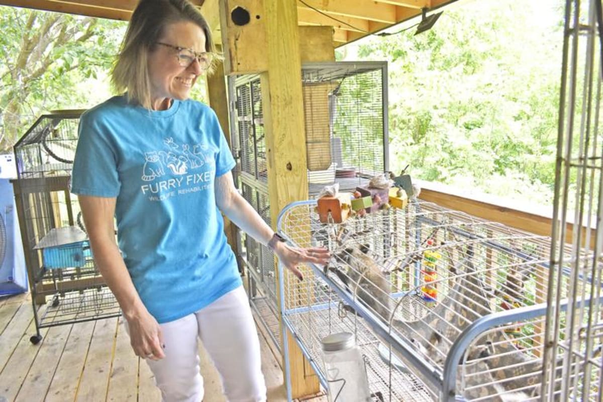 Kentucky Woman Rescues 300 Wild Animals Each Year - Image 4