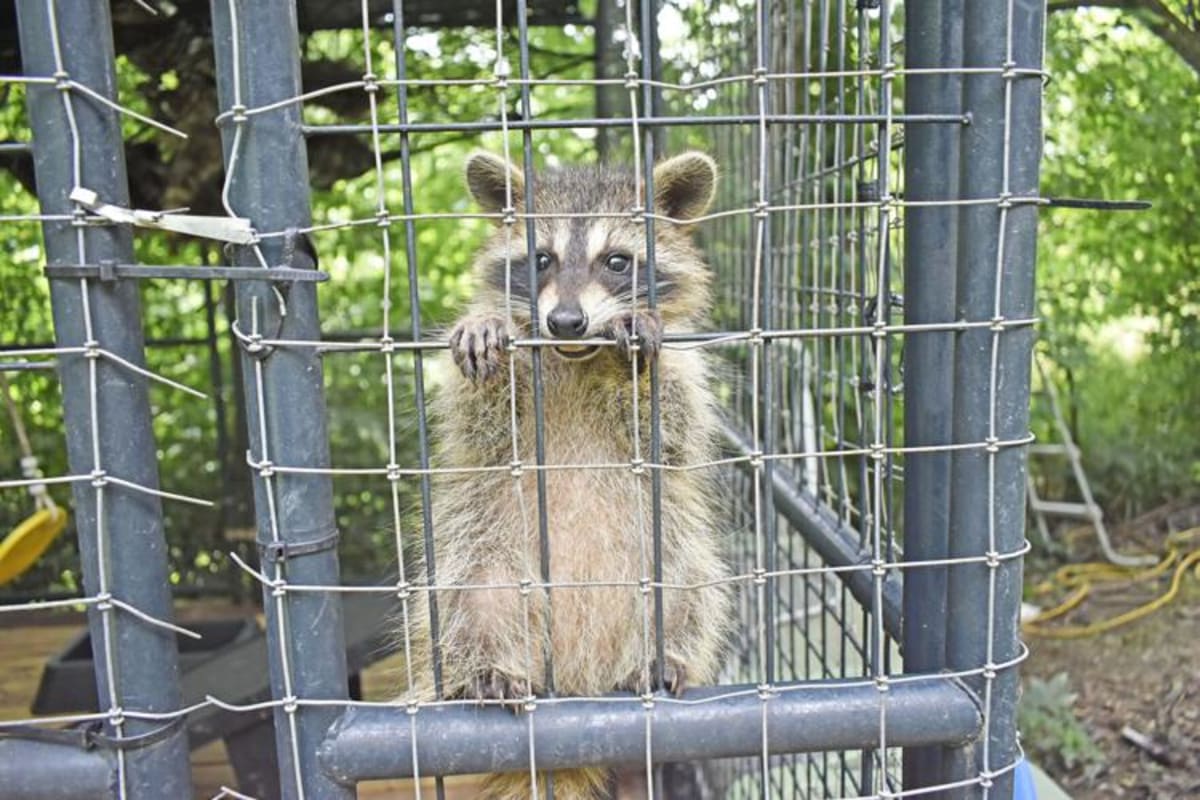 Kentucky Woman Rescues 300 Wild Animals Each Year - Image 5