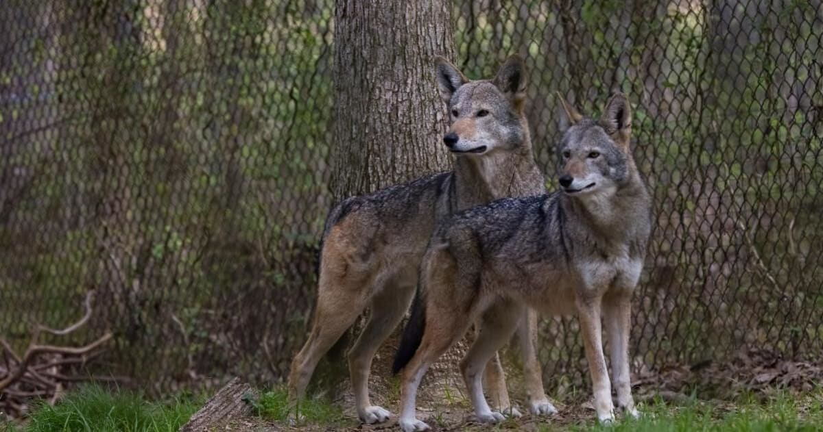 21st Endangered Species Day Draws Thousands Nationwide
