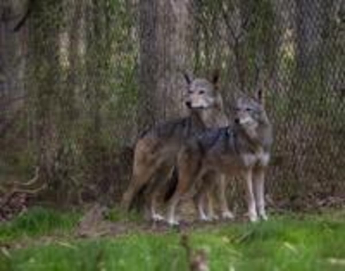 21st Endangered Species Day Draws Thousands Nationwide - Image 3