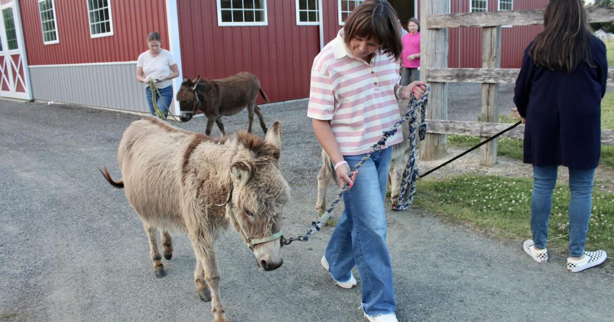 Cancer Survivors Find Healing Through Donkey Cuddling