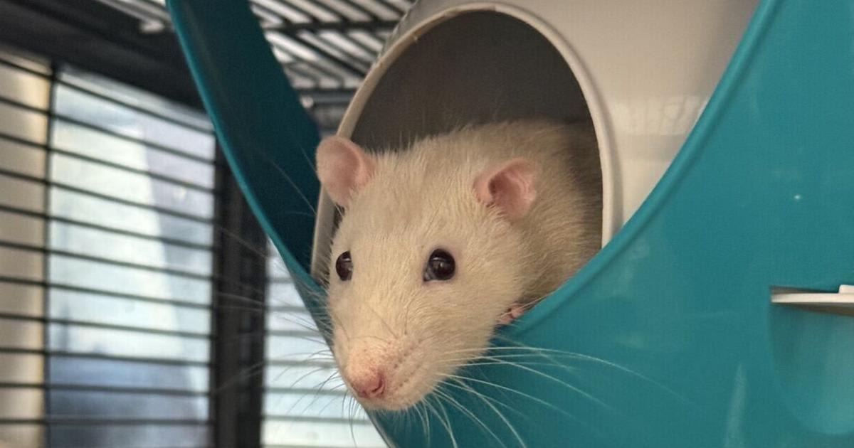 Hamilton Rescue Saves 100+ Rats From Labs and Streets