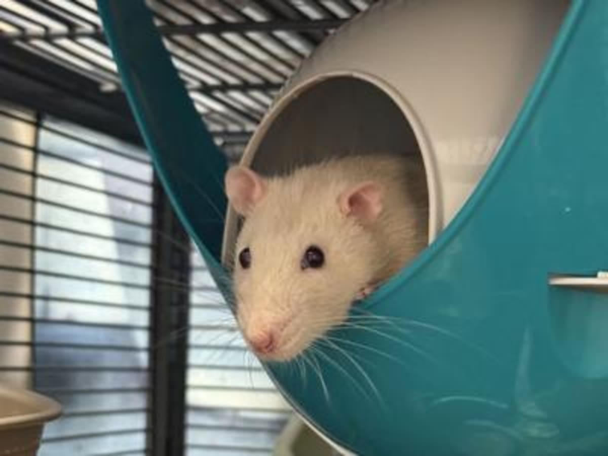 Hamilton Rescue Saves 100+ Rats From Labs and Streets - Image 3