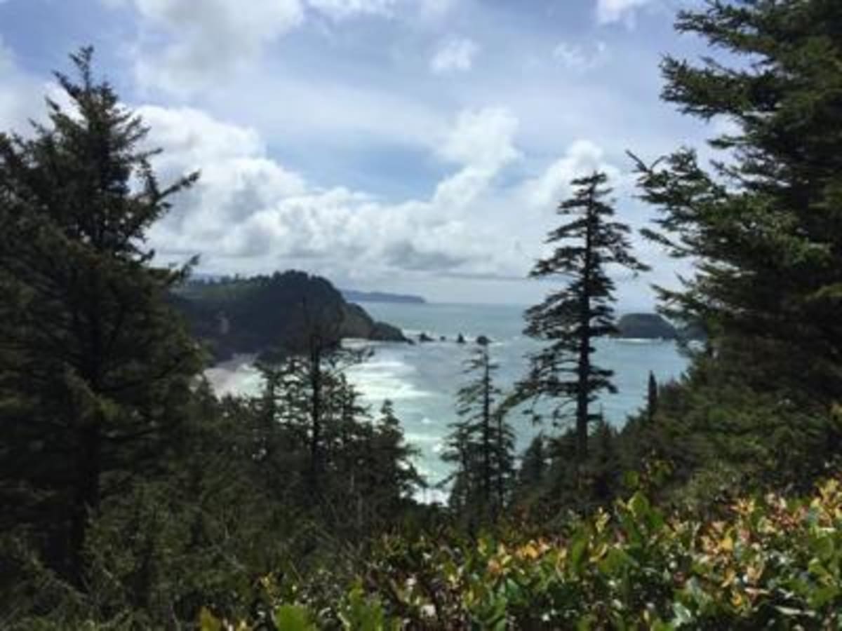 Oregon Beach Cleanup Serves Free Oysters to Volunteers - Image 4