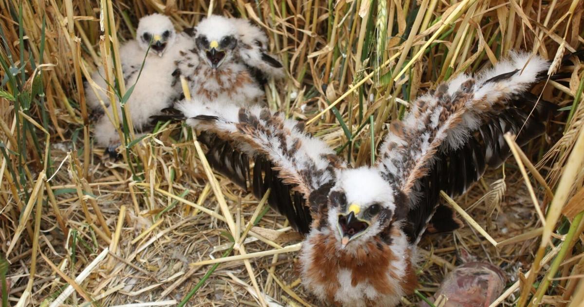 Rare UK Bird of Prey Bounces Back With 6 Chicks
