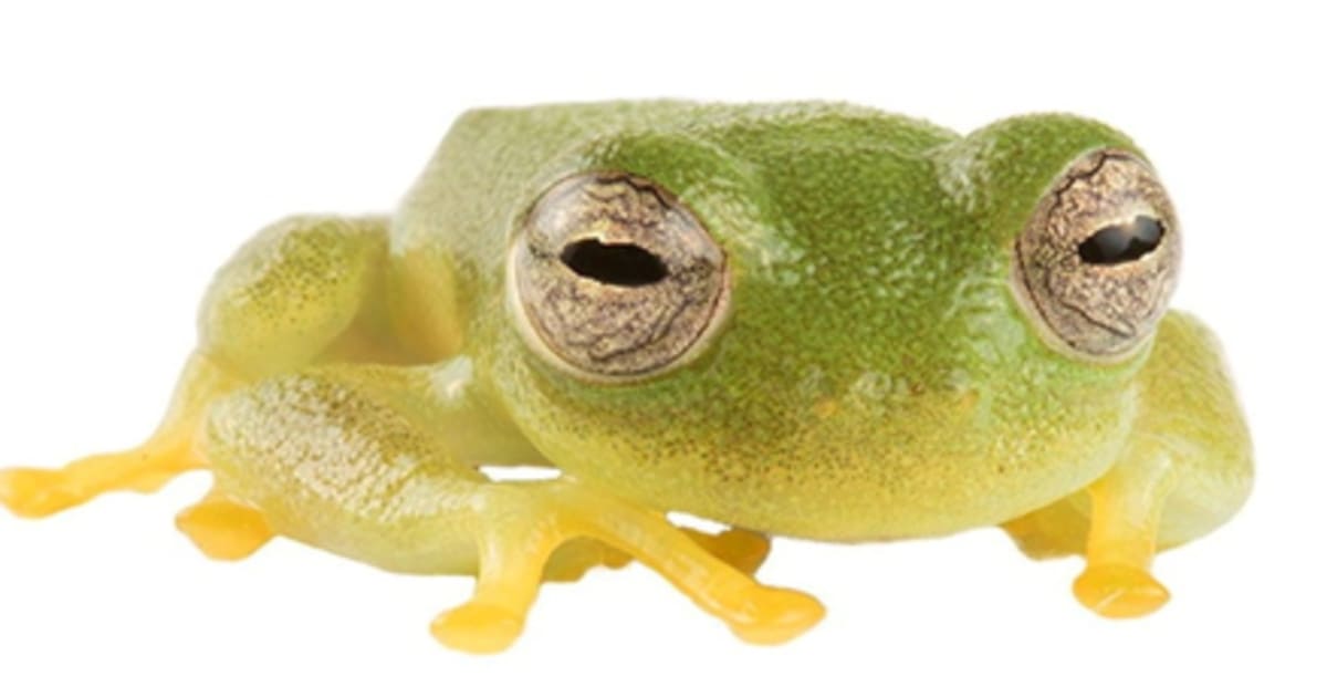 New Frog Species Named After Ecuador's First Gold Medalist - Image 2