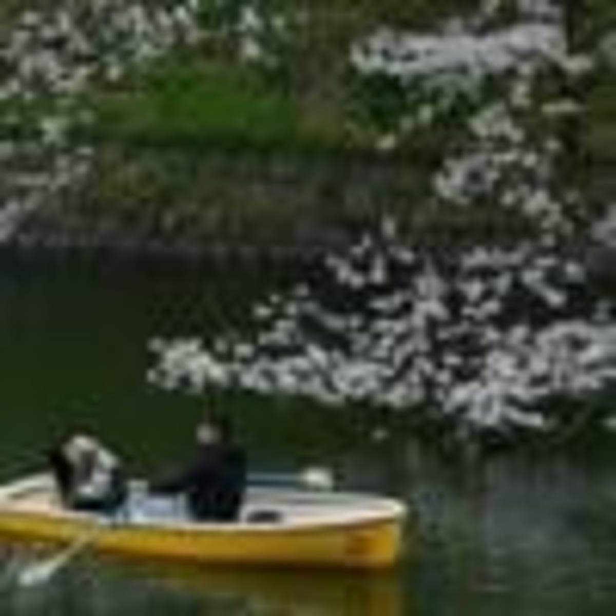 Rescued Circus Bear Retta Finds Freedom in Armenia - Image 3