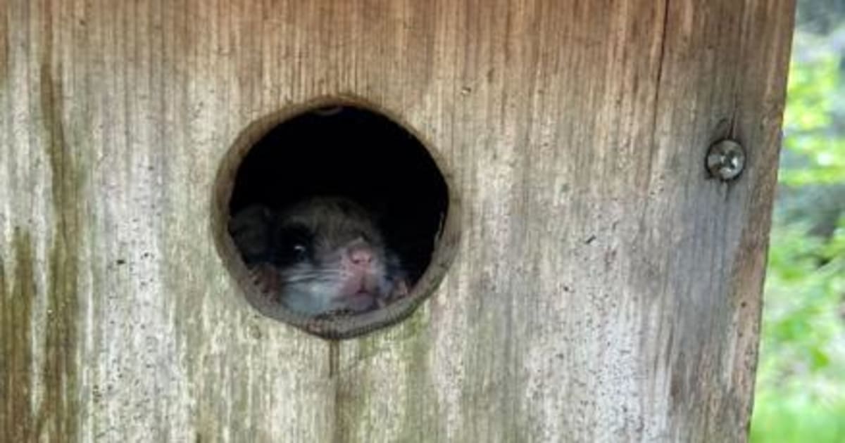 Endangered Flying Squirrels Stable at Grandfather Mountain - Image 2
