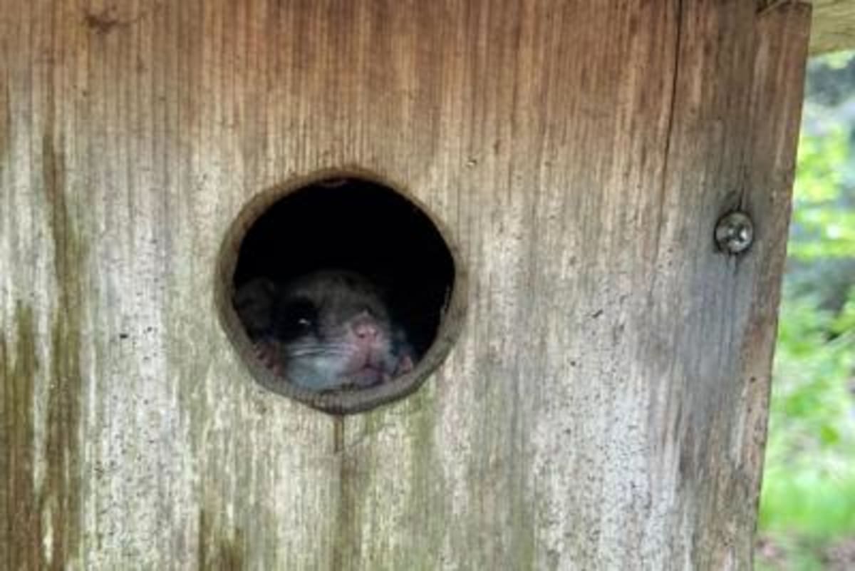 Endangered Flying Squirrels Stable at Grandfather Mountain - Image 3