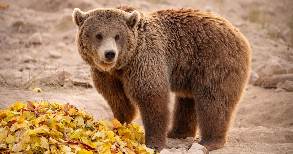 Brown bear Retta exploring natural habitat at Armenian wildlife sanctuary after rescue from concrete cage