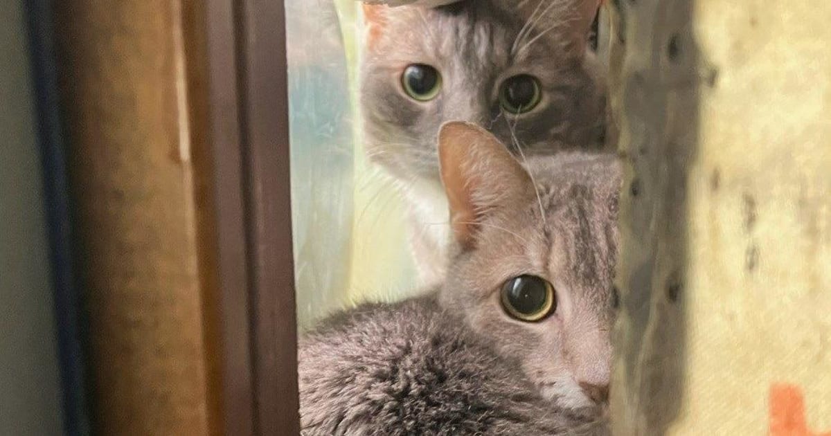 ** Rescued cats at Animal Charity of Ohio facility waiting for care and adoption