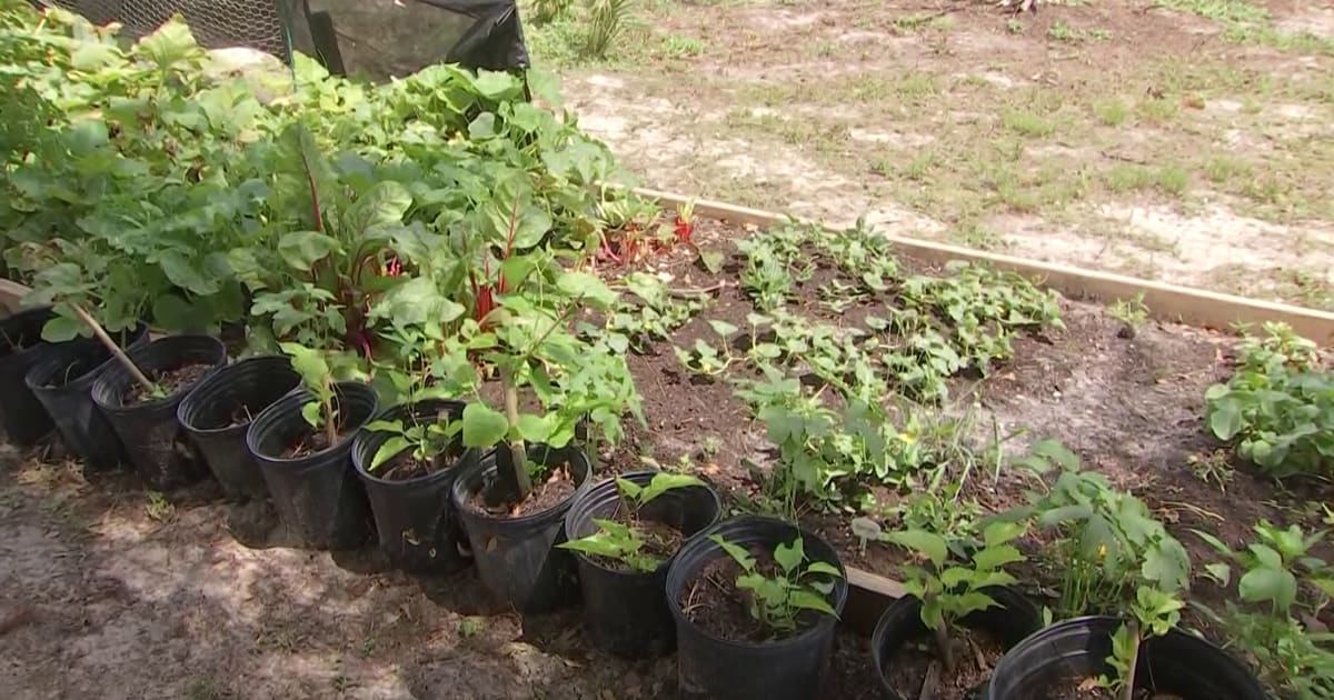 Abundant tomato plants heavy with ripe red fruit at community garden in Lehigh Acres Florida