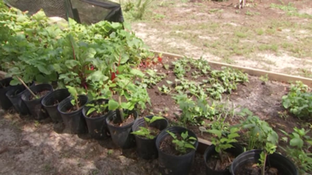 Florida Garden Feeds Hundreds After Volunteers Answer Call - Image 4