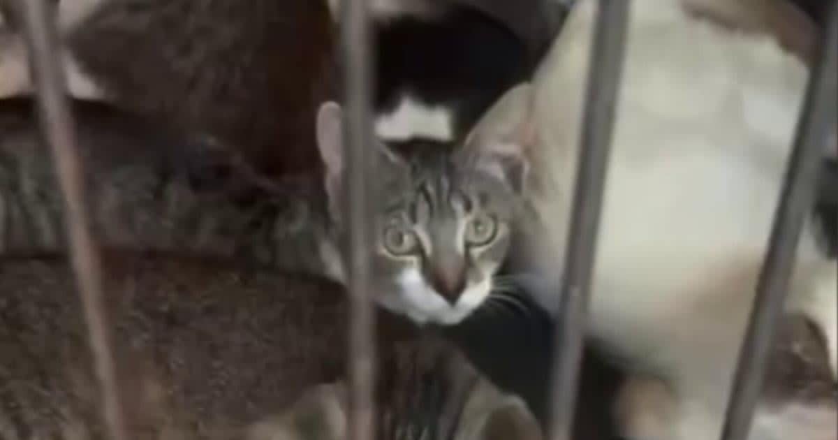 Collier Rescue Saves 46 Cats From Hoarding Home