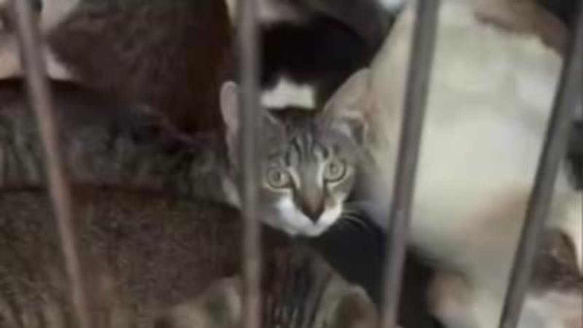 Collier Rescue Saves 46 Cats From Hoarding Home - Image 4