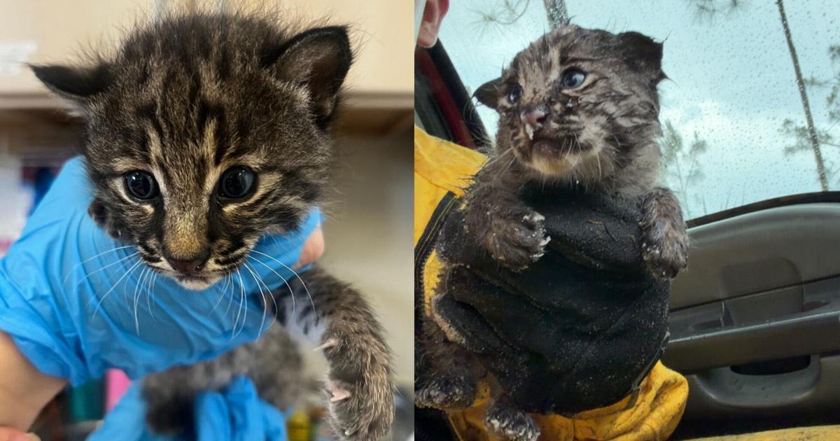 Firefighter Pulls Bobcat Kitten From Brush Fire Ashes