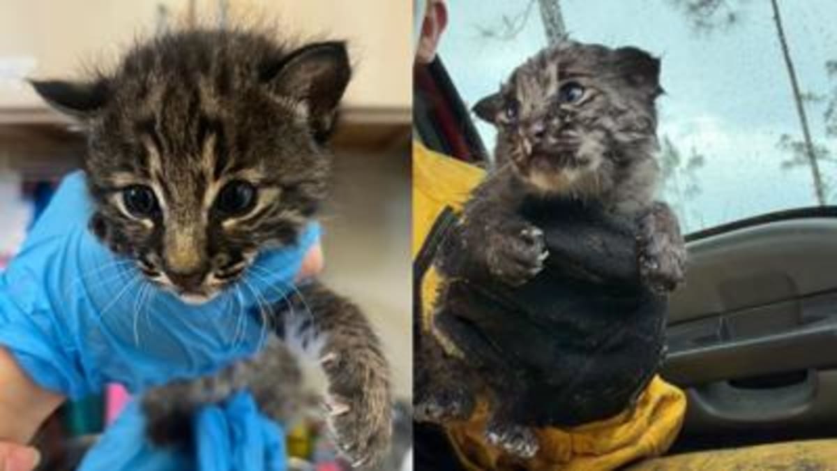 Firefighter Pulls Bobcat Kitten From Brush Fire Ashes - Image 4