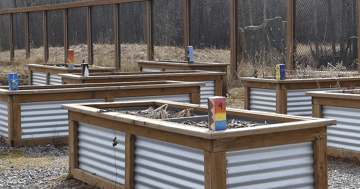 Volunteers working together in community garden beds preparing soil for summer planting season