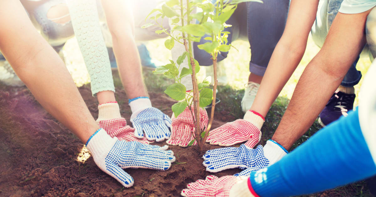 Young tree being planted in residential yard with green grass and homes in background