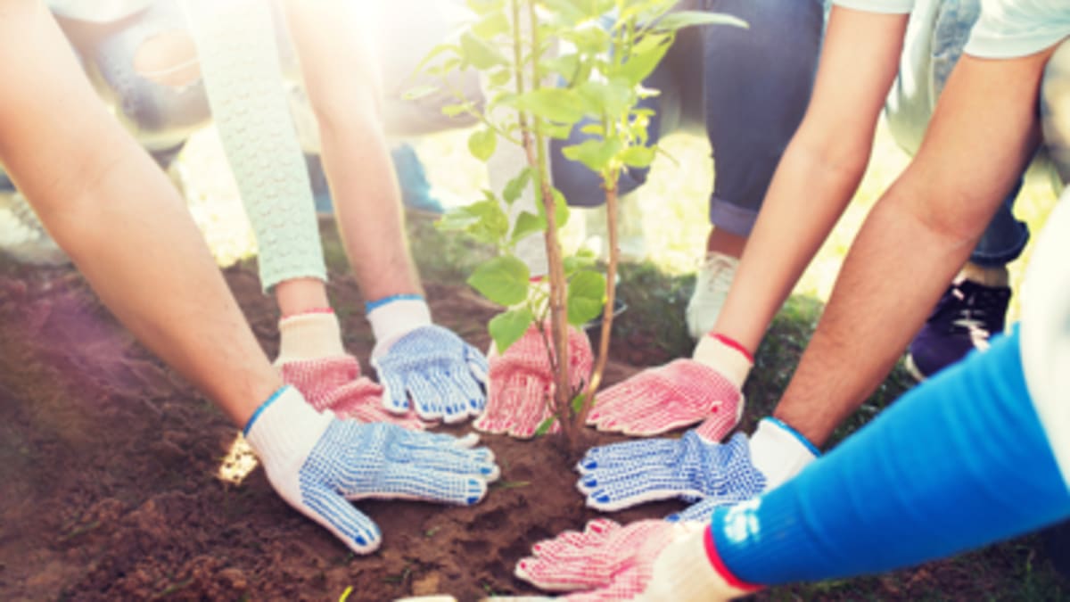 Cheyenne Plants Trees for $50 or Free This Fall - Image 4