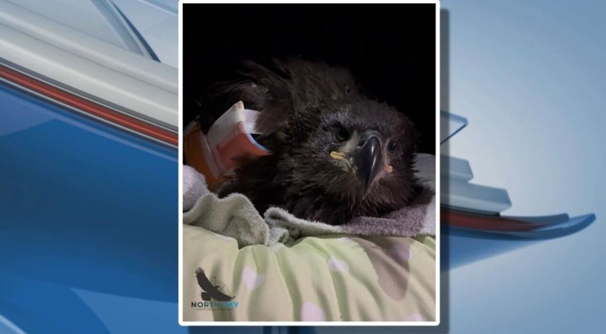 Snow the Eaglet Recovering After Nest Falls in Michigan - Image 5