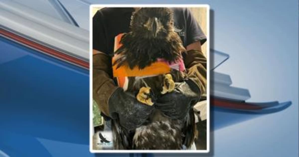 Baby Eagle Snow Healing Well After Nest Falls From Tree - Image 2