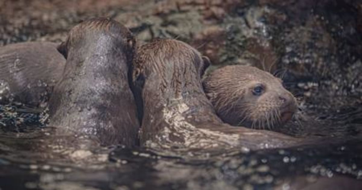 Chester Zoo Welcomes Rare Giant Otter Triplets - Image 2