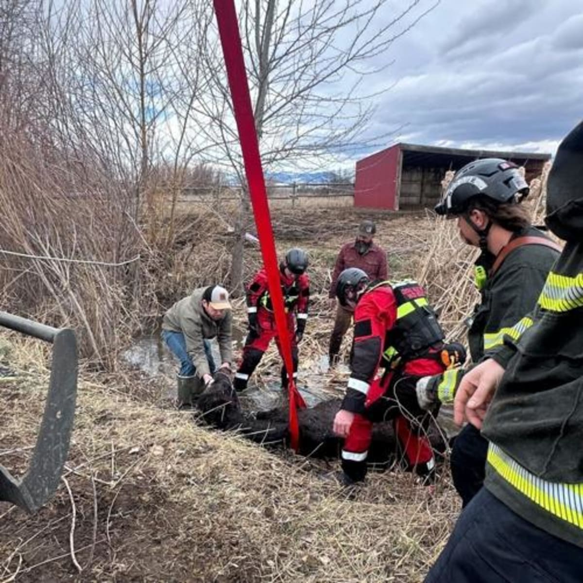 Montana Firefighters Save Horse Named Dream From Creek - Image 3